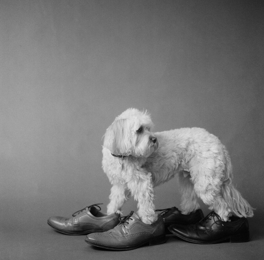 Image source: The McCartney's Dog Photography