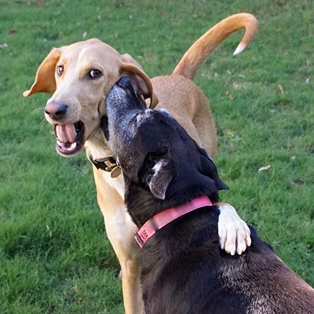 Teddy with his sister Roxie, a black lab mix. He also shares his home with a tripod Chihuahua name Yogi, a Calico cat name Mama Kitty, and Sydney an African Gray Parrot. Image source: Teddy the Spaz Man