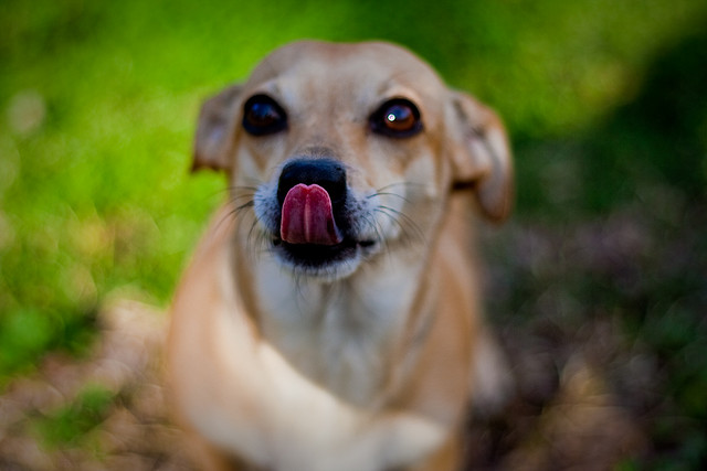 This dog is giving a lot of stress signals, including lip licking. Image source: @JonClegg via Flickr