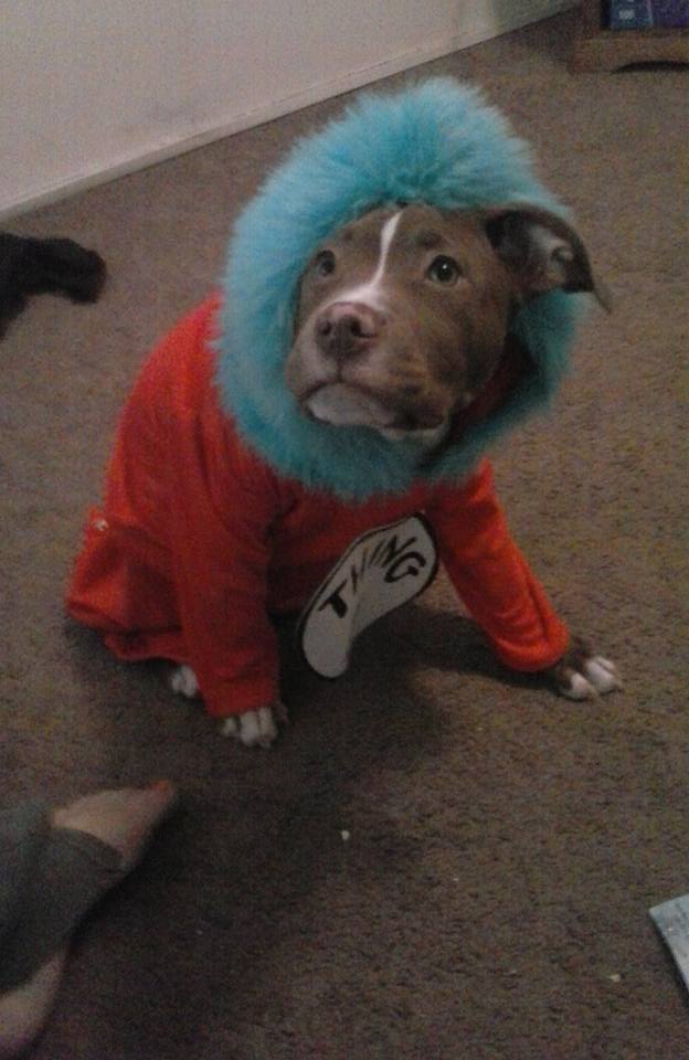 Who Won Our Pit Bull Halloween Costume Contest Find Out Now