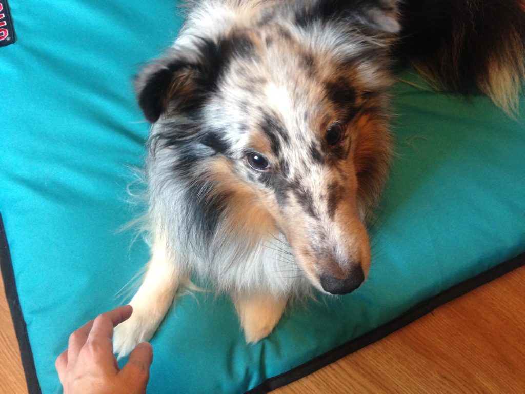 Merlin, my youngest, is not happy about my approach. He turn his head, shows the whites of his eyes (whale eye), and he eventually moves away. 