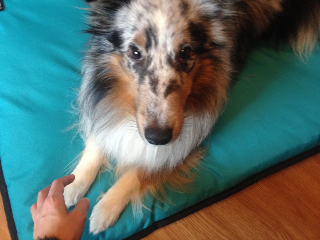 this time, he is calm and relaxed, looking at me for his treat!