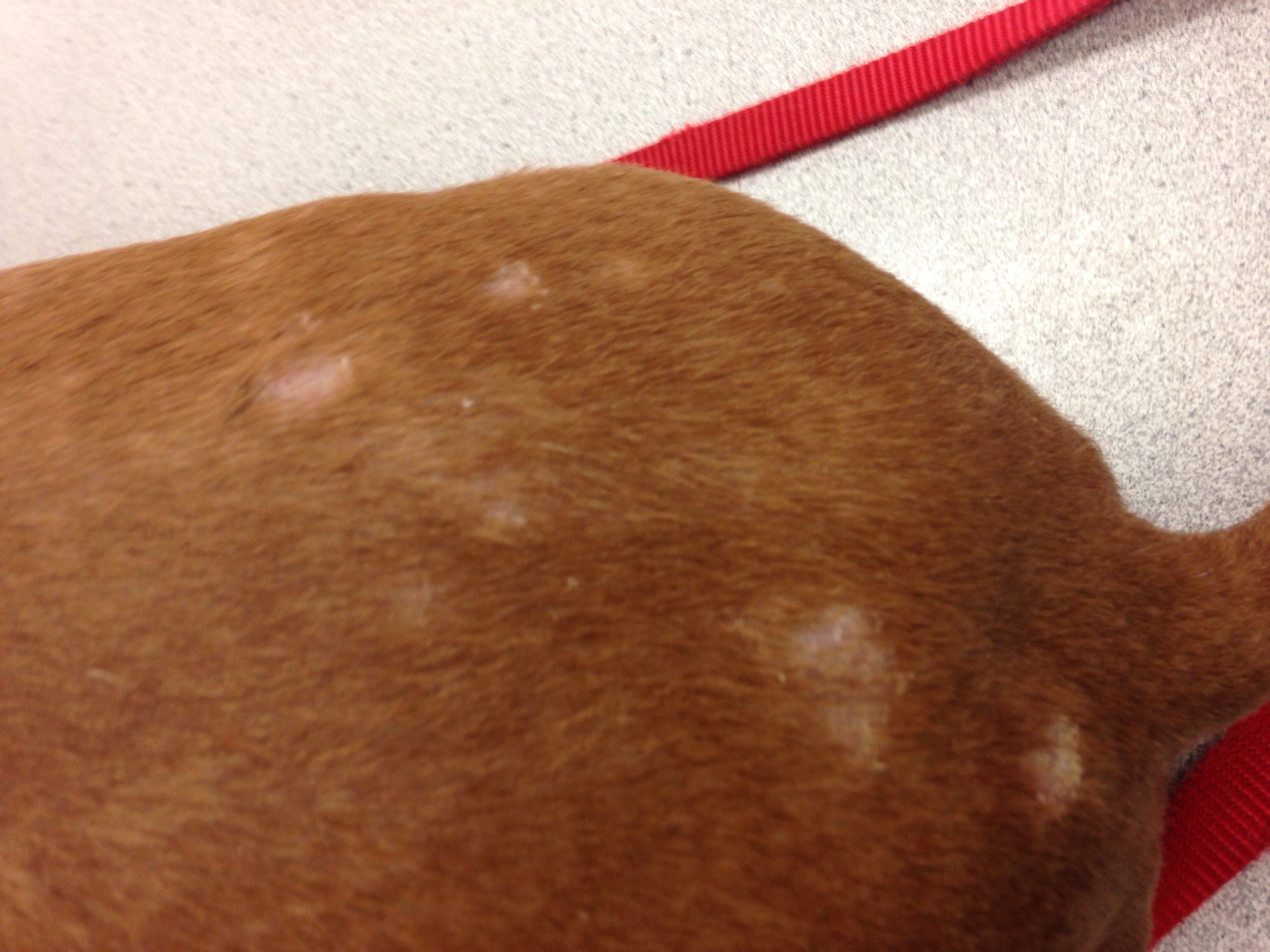 Light Patches On Dogs Nose Is Dry And Crusty