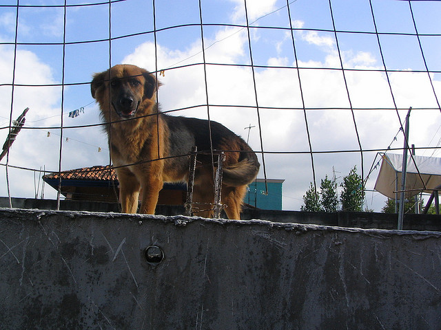 Roof Dog in Mexico. Image source: @CesarRincon via Flickr