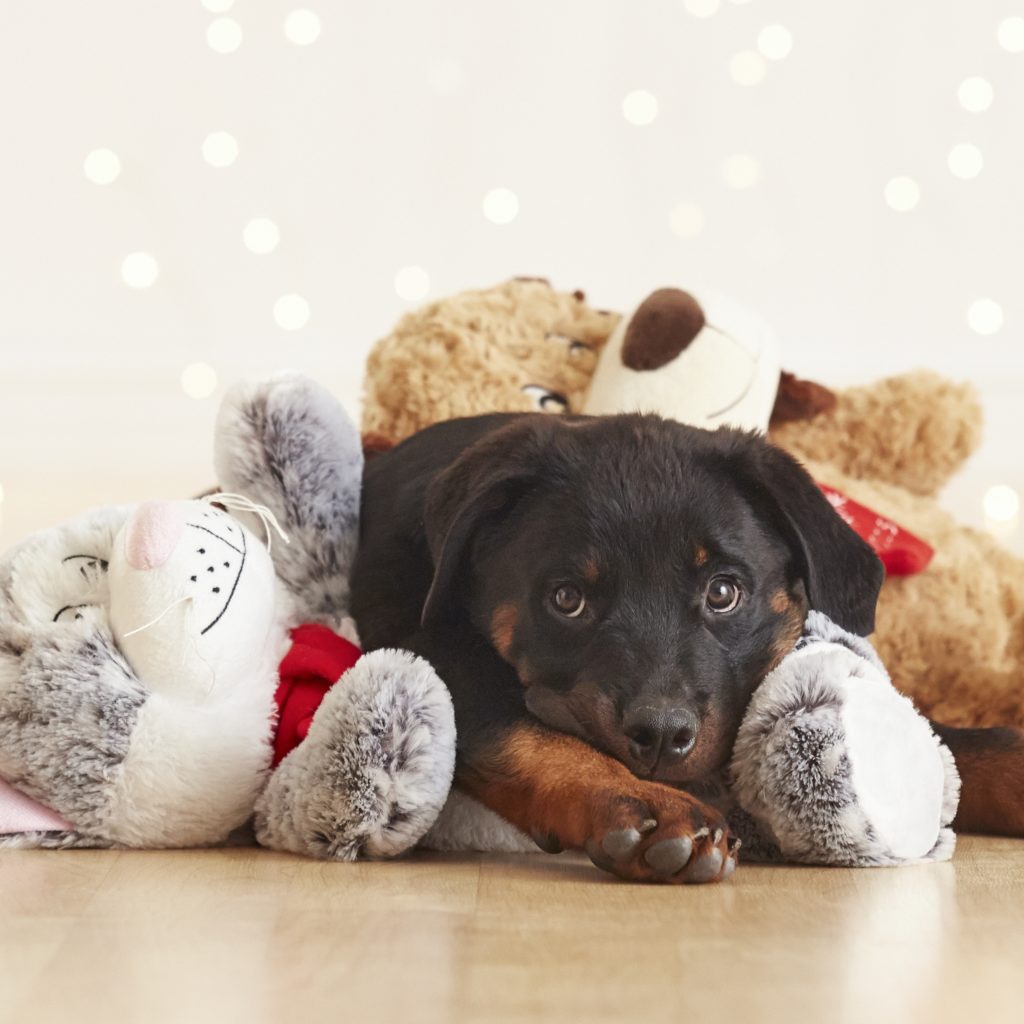 3 Lucky and Chance with puppy