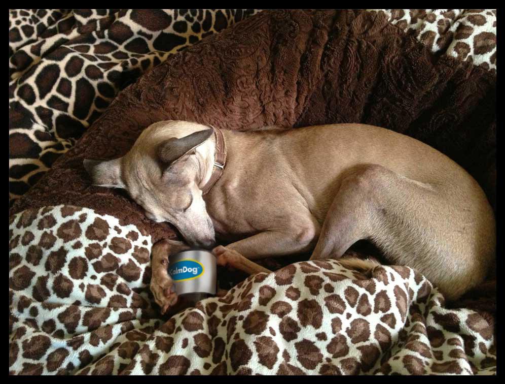 Cyrus hugging his iCalm, a portable device that plays calming music for dogs