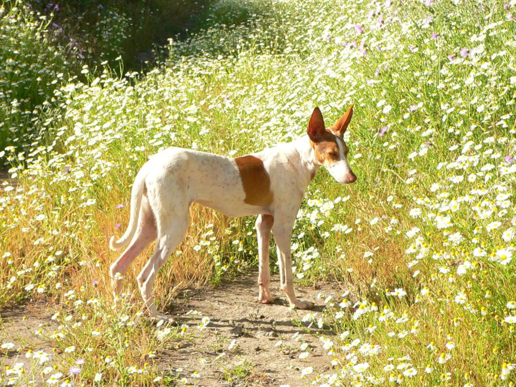 A Podenco Canario.  Image source: "Podenco canario hembra" by Marianne Perdomo - self-made by Marianne Perdomo.  Licensed under GFDL via Commons - https://commons.wikimedia.org/wiki/File:Podenco_canario_hembra.jpg#/media/File:Podenco_canario_hembra.jpg