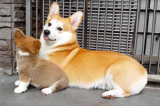 corgi