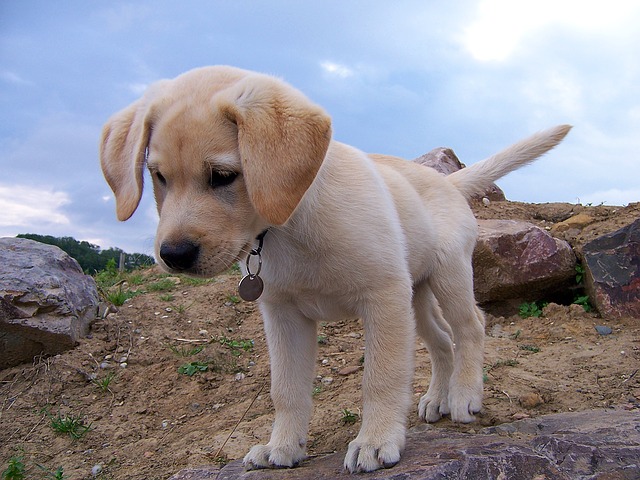 curious puppy