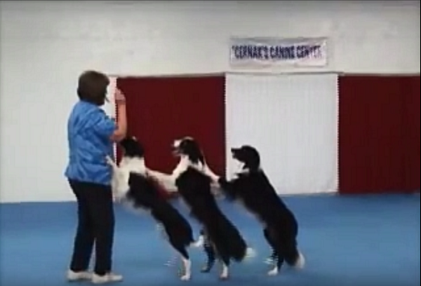 dancingdogs