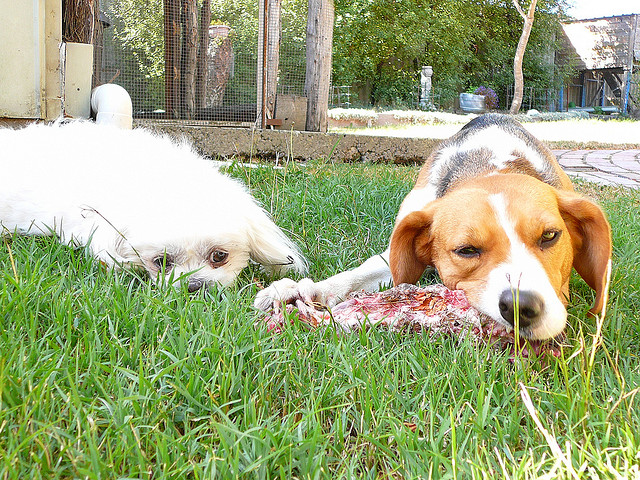 This pup DOES NOT look like he is going to share. Image source: @Lee via Flickr 