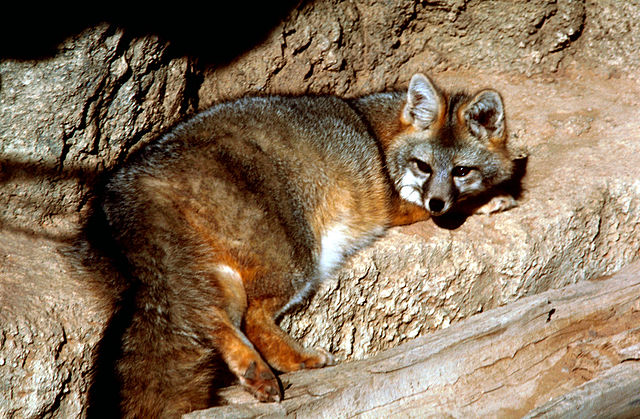 A tree-climbing North American Gray Fox, "Urocyon cinereoargenteus" by Gary M. Stolz, U.S. Fish and Wildlife Service - Licensed under Public Domain via Commons 