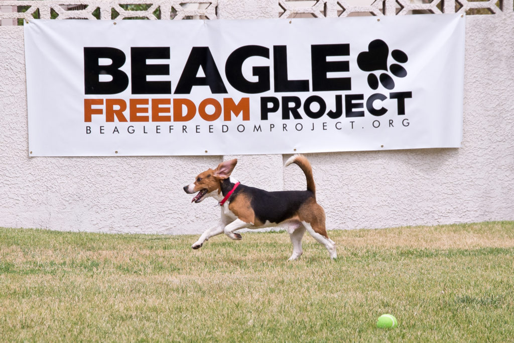 Image source: Beagle Freedom Project
