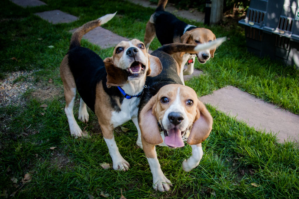 Image source: Beagle Freedom Project