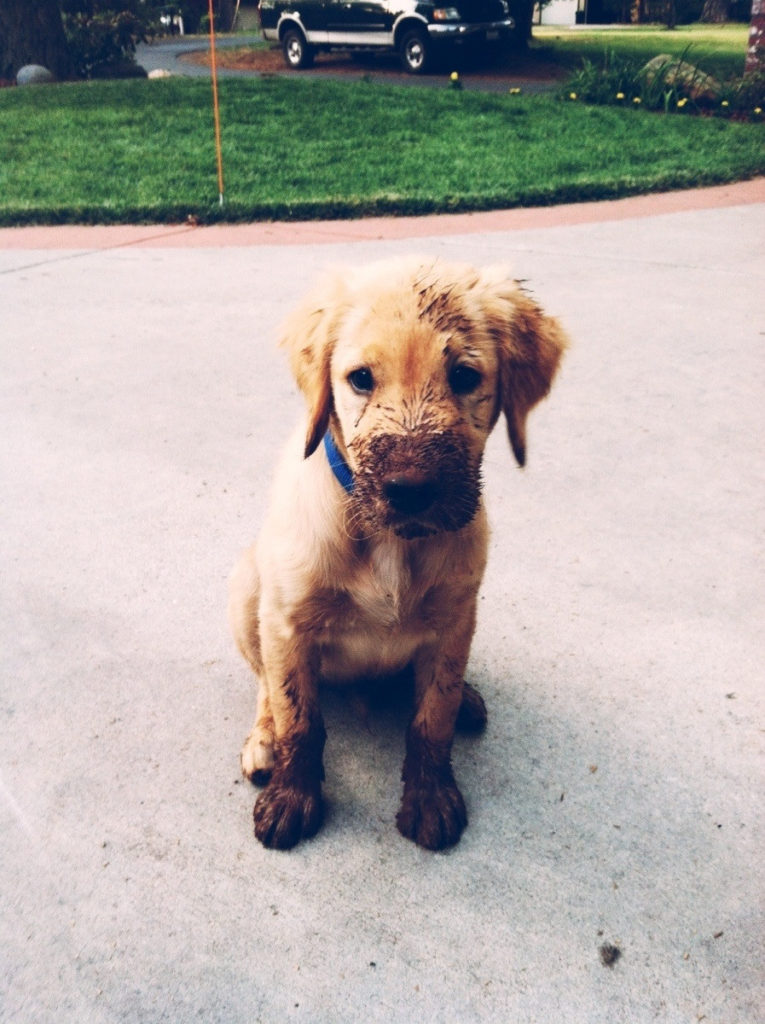 Muddy puppy is muddy - Imgur