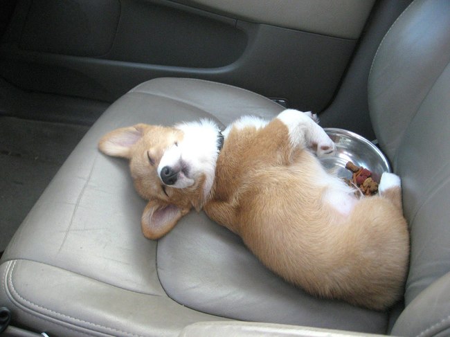 Puppy sleep in the car - Imgur