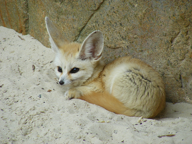 A Fennec Fox, member of the Vulpe genus. Anyone see the Chihuahua resemblance? Image source: @MarieHale via Flickr