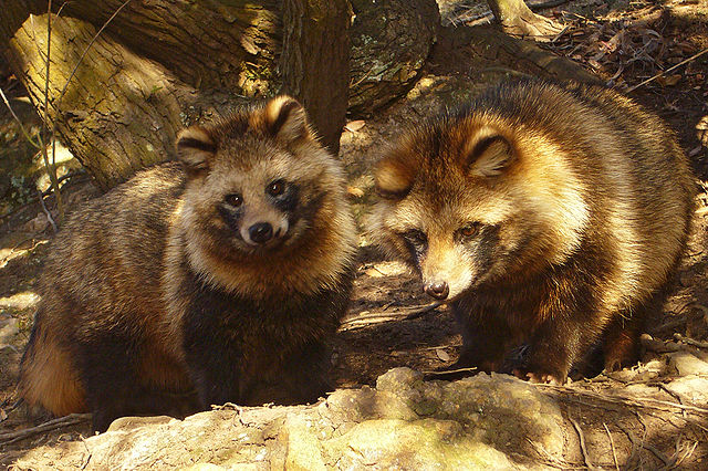 "Tanuki01 960" by 663highland - 663highland. Licensed under CC BY 2.5 via Commons