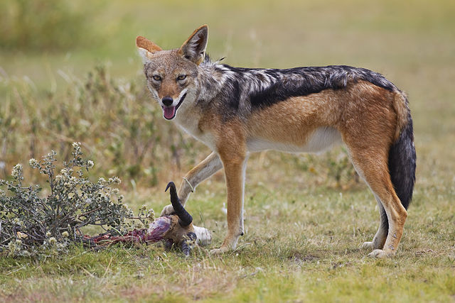 "2012-bb-jackal-1" by Yathin S Krishnappa - Own work. Licensed under CC BY-SA 3.0 via Commons -