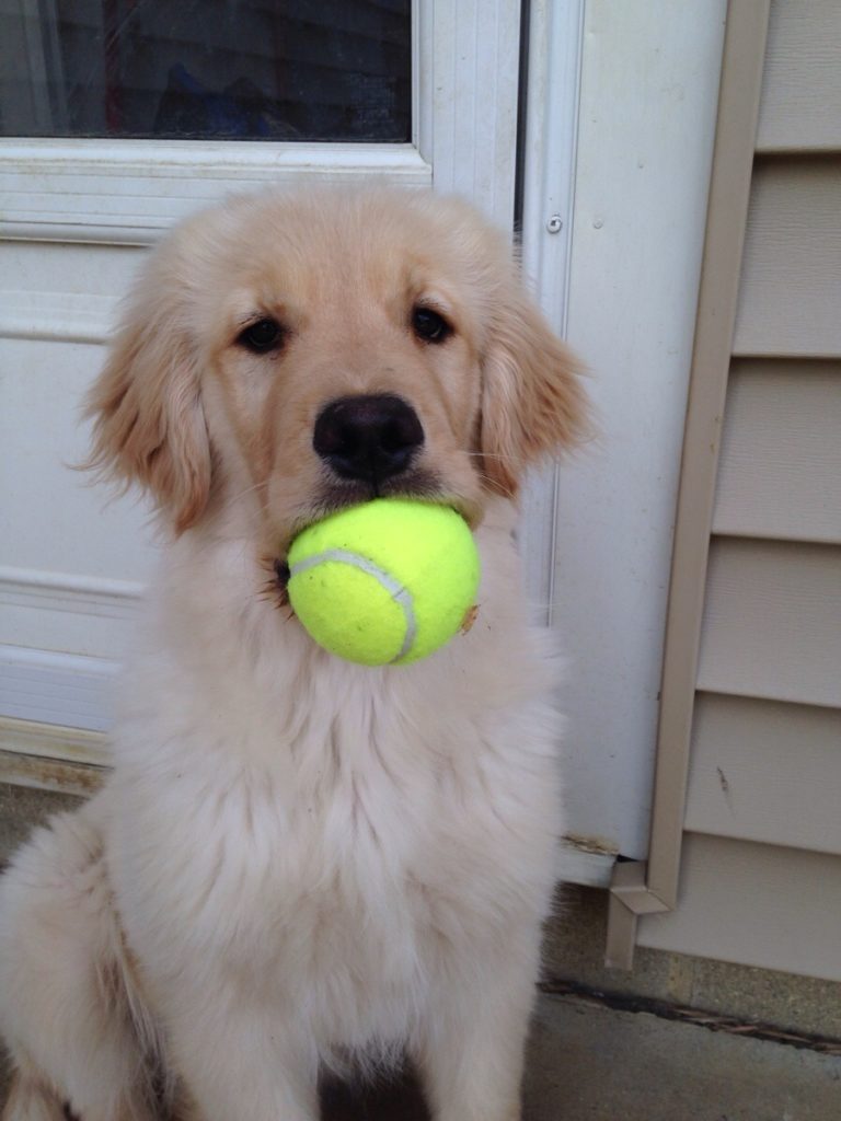blonde dog ball