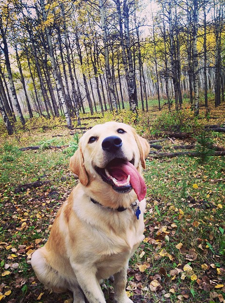 12 Dogs Who Prove That Blondes Have More Fun