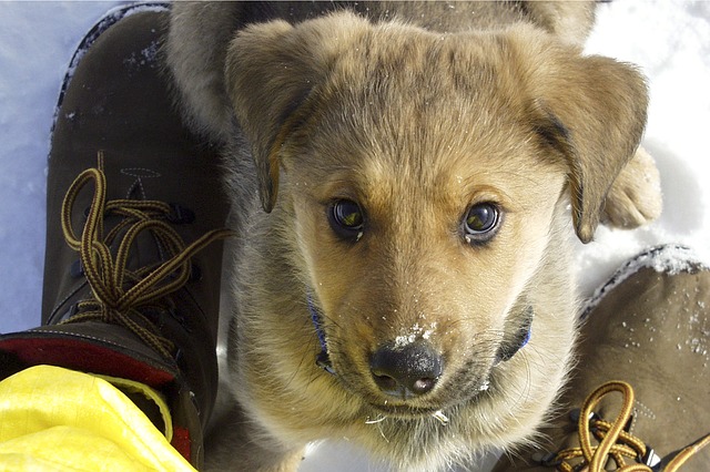 12 Dogs Who Prove That Blondes Have More Fun