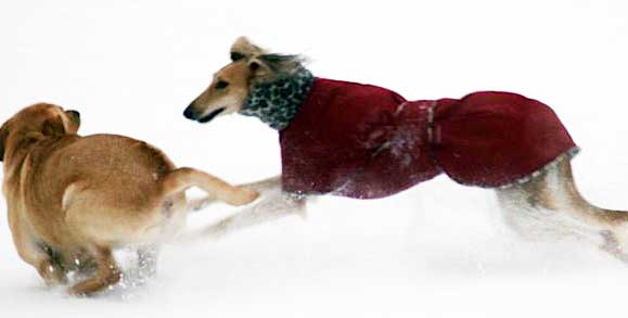 d10 saluki-dog-coat