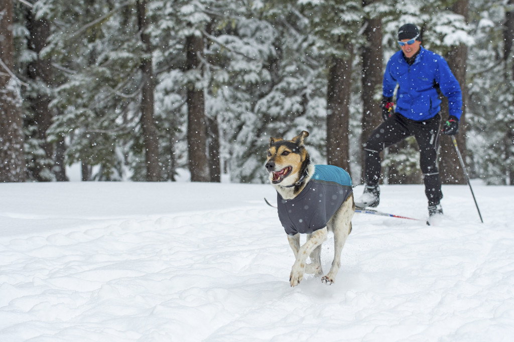 snow wear for dogs