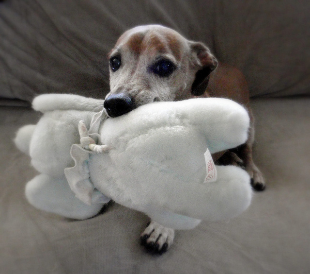 dog with stuffie