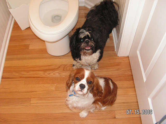 dogs in bathroom