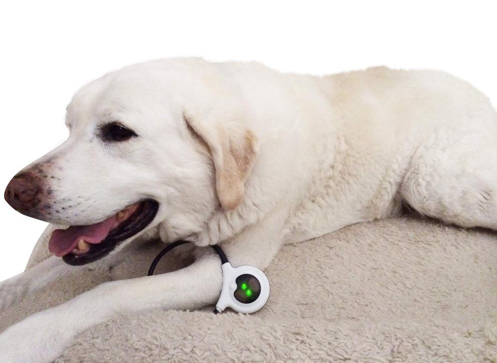 The new Assisi Loop being used on a dog. Image source: Assisi Aniimal Health