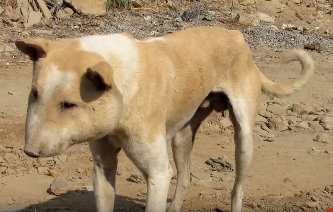 Dog With Severely Swollen Face Saved By Rescuers In India