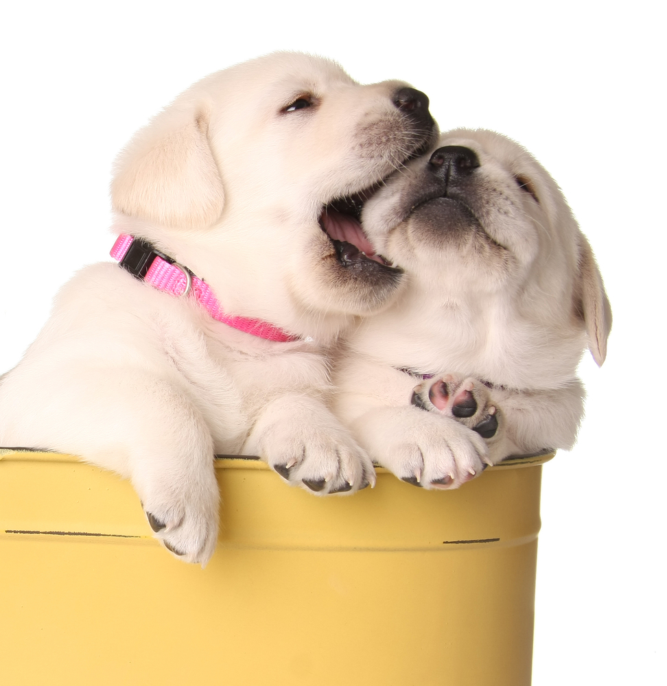 interesting facts about labrador retrievers