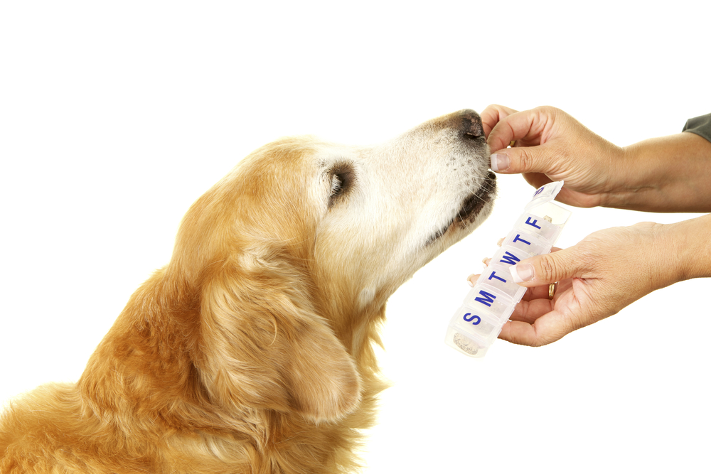 discount dog prescriptions
