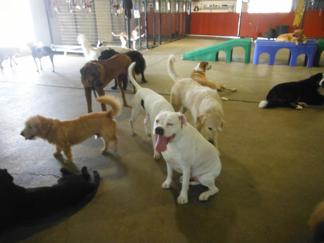 This is not the daycare I worked at. Image source: @CanineToFive via Flickr