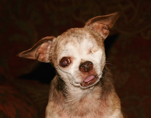 Puppy Mill Survivor Harley from Berthoud, Colorado was named 2015 Hero Dog