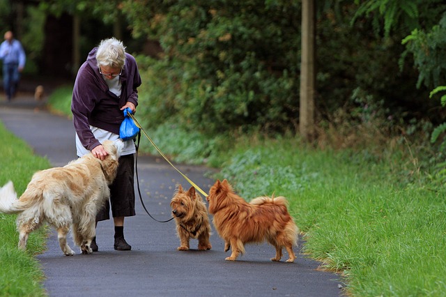 Whether it's one dog or three, they help you keep moving.
