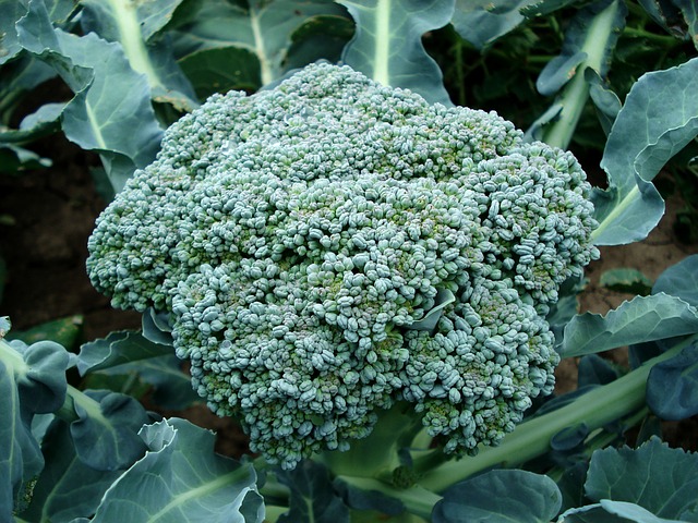 d2 broccoli-494754_640