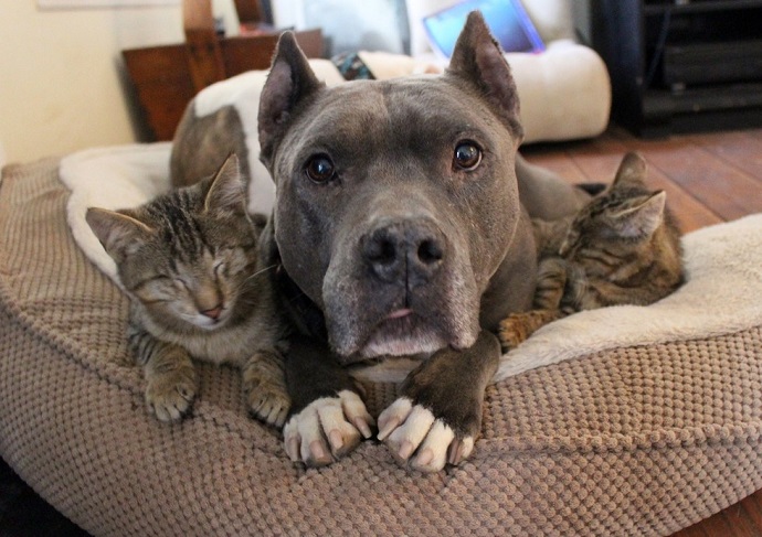 pit bull cats