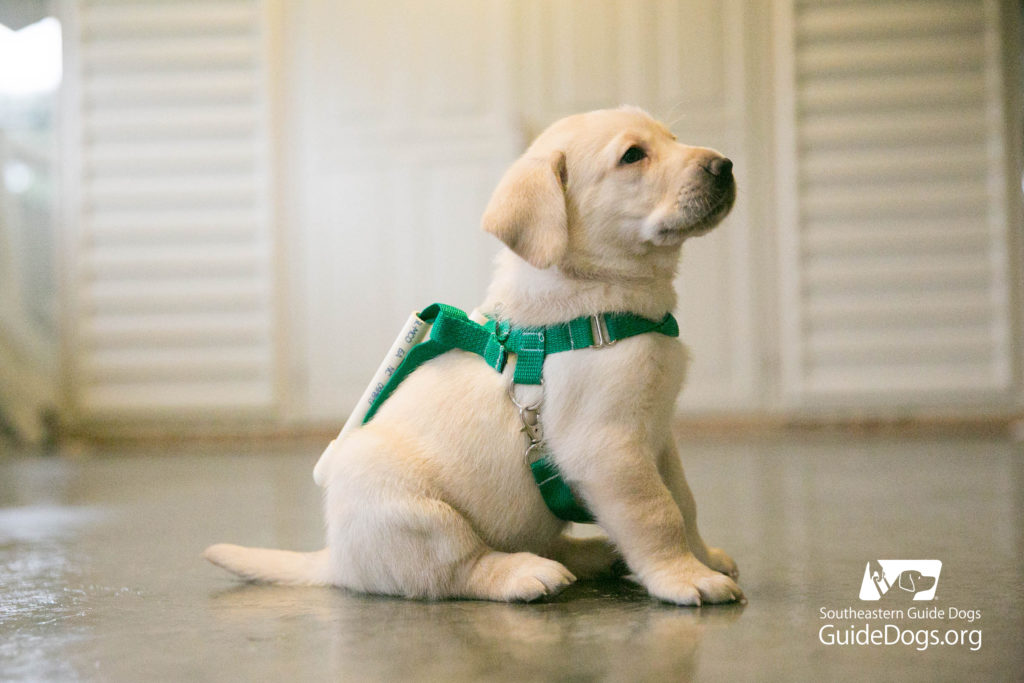 who started guide dogs