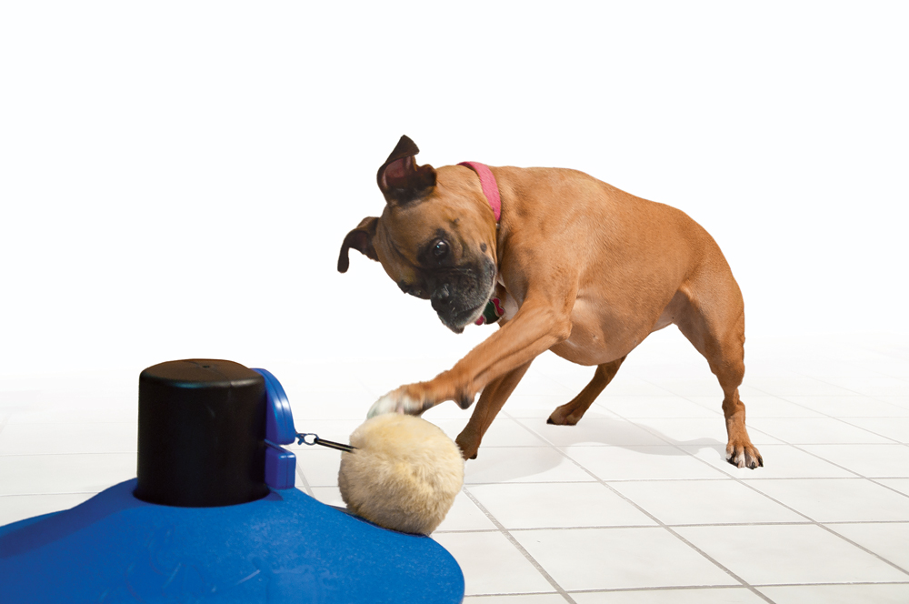 dog toys for bored dogs