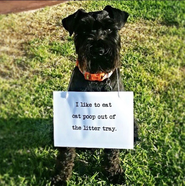 how to train dog not to eat poop