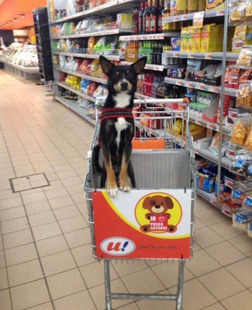 dog grocery store