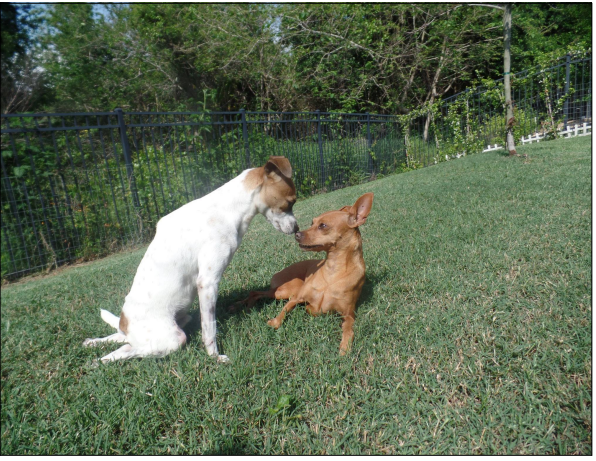 Maverick finds instant friendship with Pia (also under Polka Dogz care with broken femur and fractured pelvis