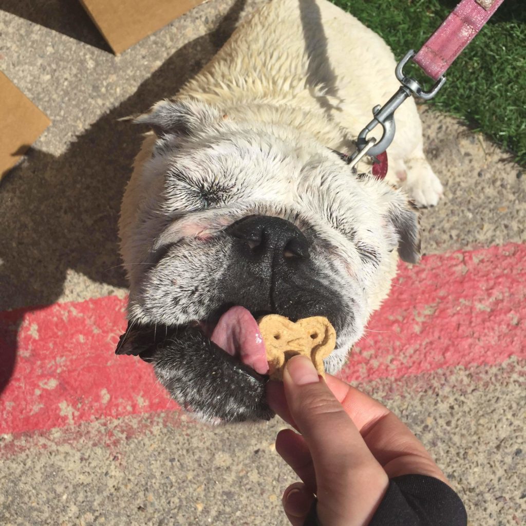 Every dog will get a cookie! Image source: American Pet Nutrition
