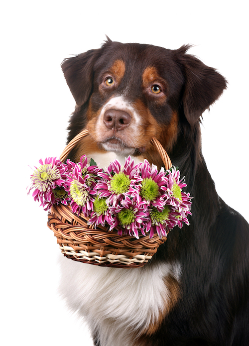 dog flower girl