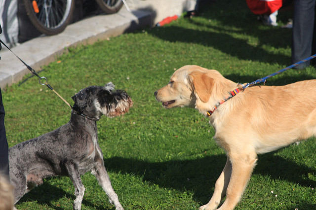 Don’t let your dog keep approaching a dog after the owner says no! Image source: JorgWeingrill via Flickr