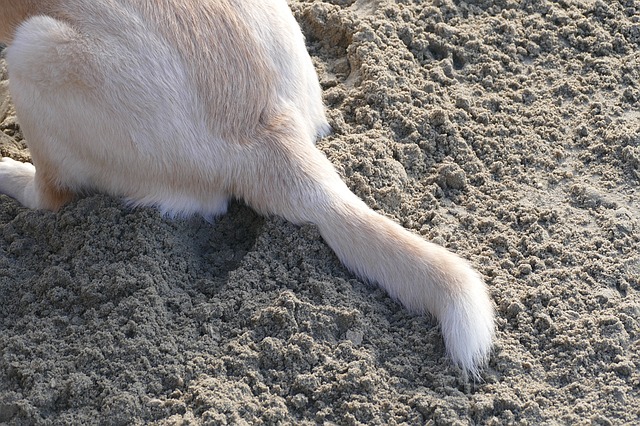tail in sand