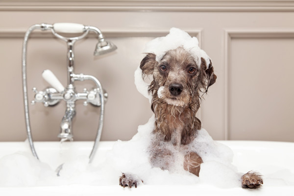 Doggie Bath Time