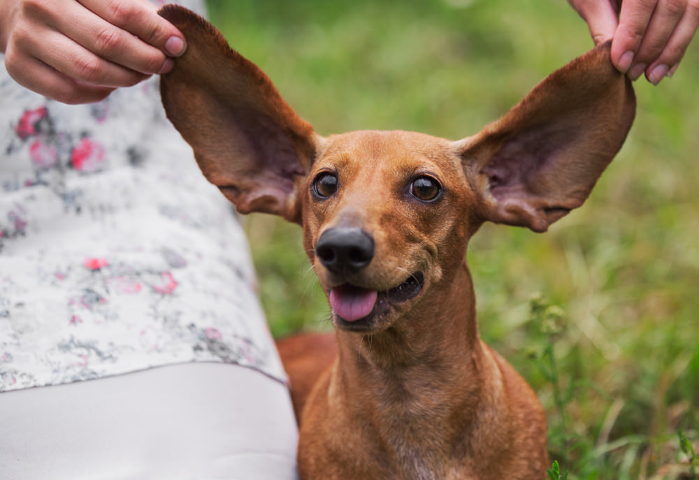 8 Fun Facts About Your Dog s Ears